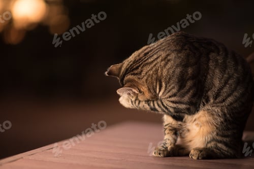 Preview: Closeup shot of a cat cleaning its self while standing on a wooden surface