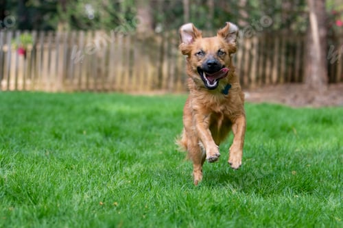 Preview: Dog running through the grass
