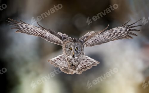 Preview: Great Grey Owl Portrait
