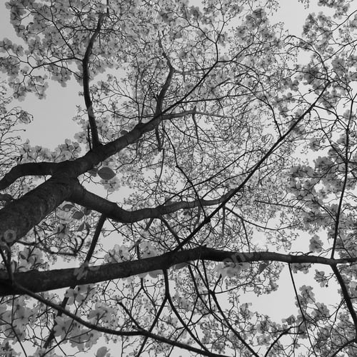 Preview: Beautiful black and white tree