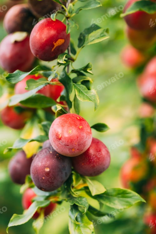 Preview: Ripe Prunus berries on Prunus trees In Summer Vegetable Garden