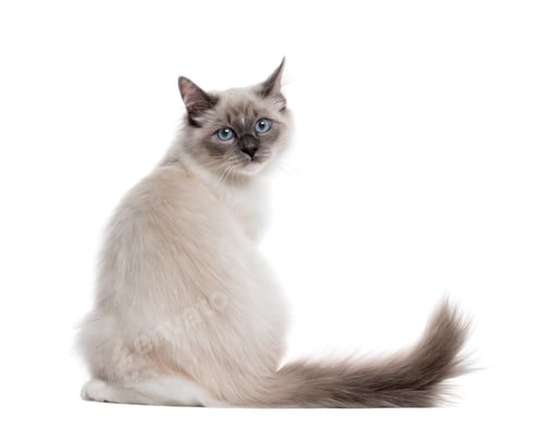Preview: Rear view of a Neva Masquerade sitting, isolated on white