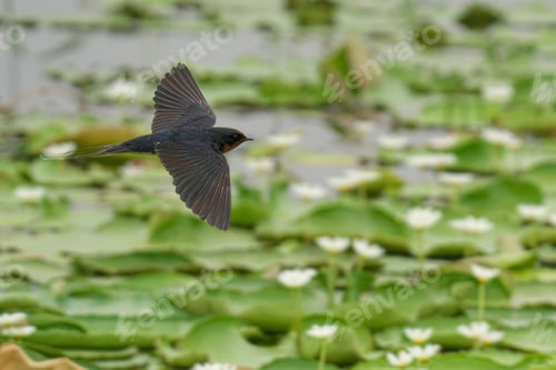 Preview: Swallow silhouetted against a tranquil body of water surrounded by lush lily pads