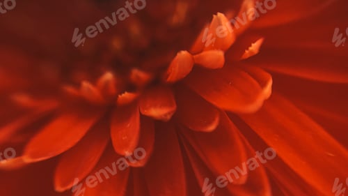Preview: Macro shot of red gerbera petals. Beautiful flower background in defocus.