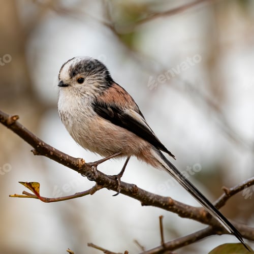 Preview: Vertical closeup of long-tailed tit, Aegithalos caudatus, also named long-tailed bushtit.