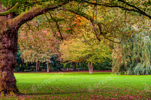Preview: Autumn, fall landscape. Tree with colorful leaves