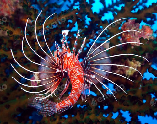 Preview: Picturesque underwater world, fish underwater photo
