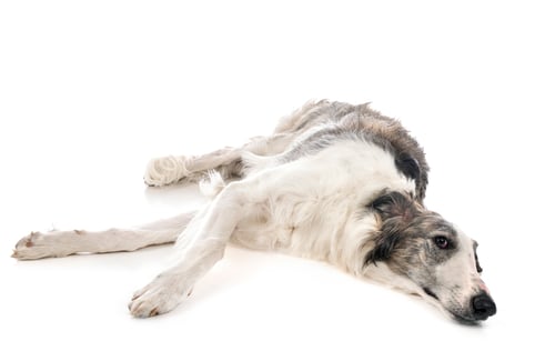 Preview: borzoi in studio