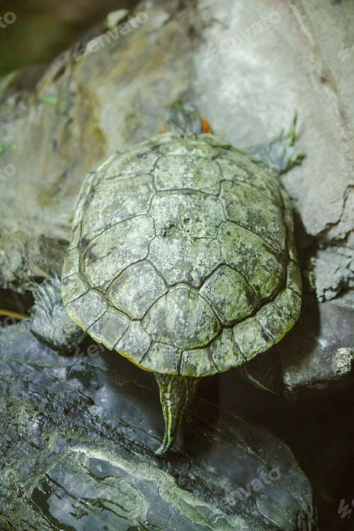 Preview: Trachemys scripta is on a rock
