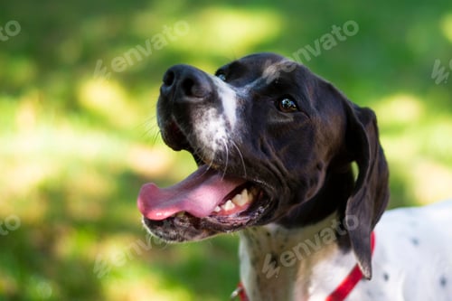 Preview: Portrait of an English pointer dog