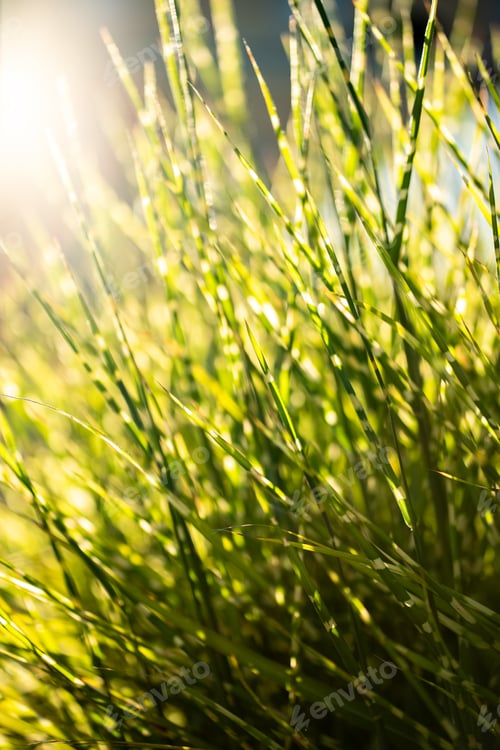 Preview: Closeup of fresh green grass at sunset. Yellow grass at sunrise with sun rays. Greenery background.
