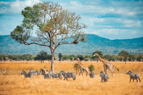 Preview: Wild Giraffes and zebras together