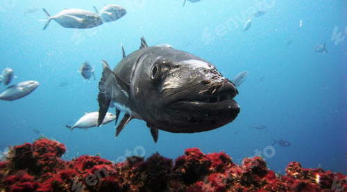 Preview: Amazing underwater world, Underwater world scene.