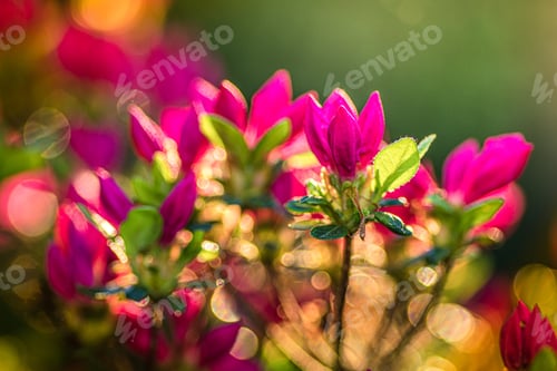 Preview: Shot of the beautiful and pink Marvel-of-Peru flowers gleaming under the sunrays