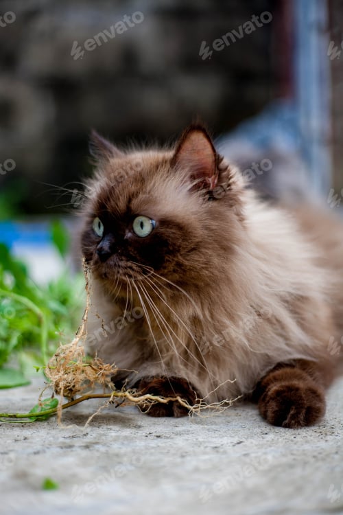 Preview: Persian cat eating favorite cat grass on concrete floor