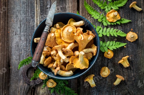 Preview: Noble and wild chanterelle mushrooms collected in the autumn