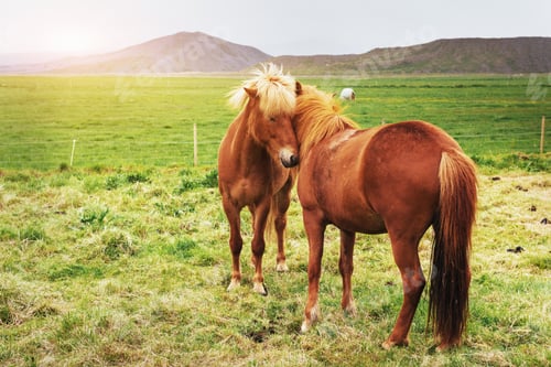 Preview: Charming Icelandic horses in a pasture with mountains