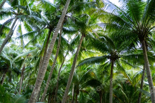 Preview: Coconut grove in December in Wenchang city, Hainai island, China
