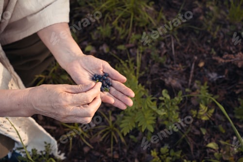 Preview: Hands of senior woman picking wild berries from blueberry bush