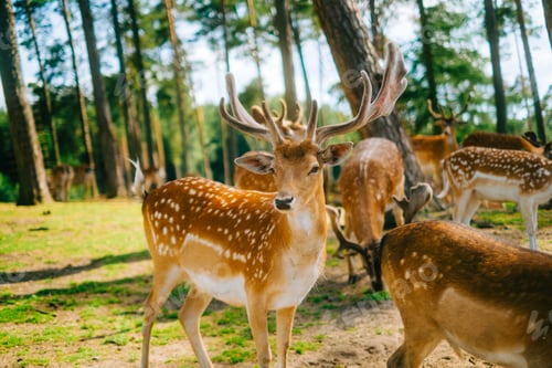 Preview: Red deer fallow deer majestically powerful animal in the forest. Animals in the natural forest.