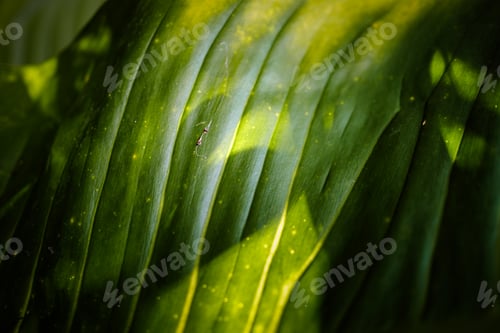 Preview: Abstract of green leaves in dark tone for background texture concept.