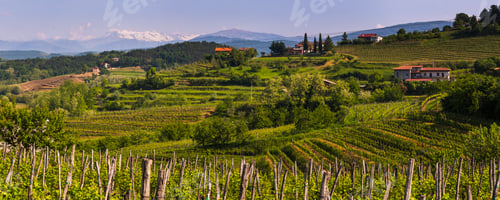 Preview: Goriska Brda vineyard countryside with mountains in the background, Goriska Brda (Gorizia Hills), Sl