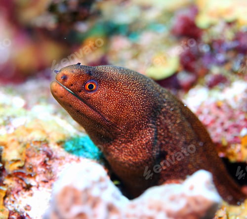 Preview: Shallow underwater seascape, fish underwater photo