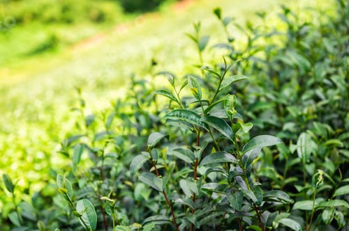 Preview: Organic green tea leaf growing in plantation