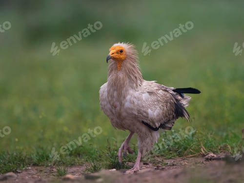 Preview: Egyptian vulture (Neophron percnopterus)