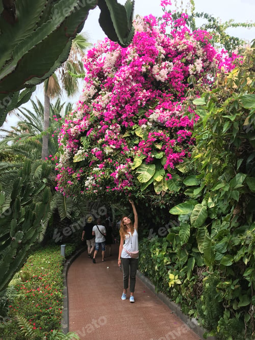 Preview: People and plant. Woman near tree with pink flowers. Bugenvillea plant
