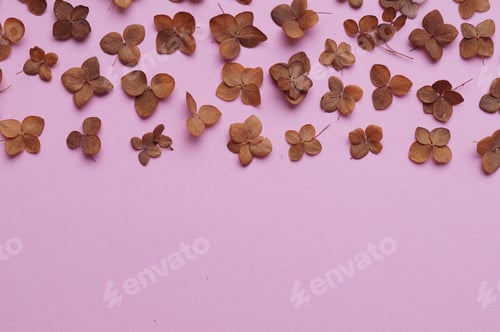 Preview: Flat lay composition with dried hortensia flowers on pink background. Space for text