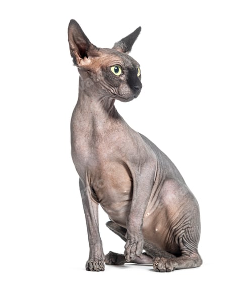Preview: Sitting Sphynx cat looking away, isolated on white