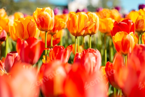 Preview: A field of fiery orange tulips in the rays of summer bright daylight