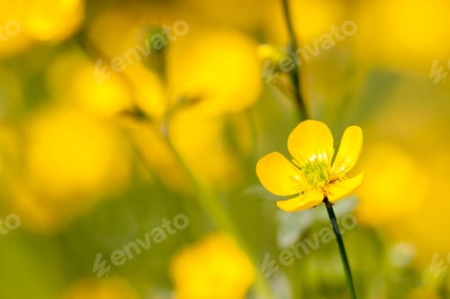 Preview: meadow buttercup flowers in full bloom