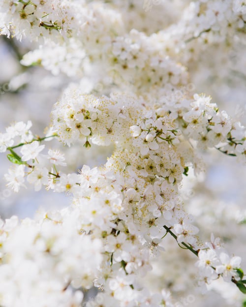 Preview: Blooming ornamental cherry trees. White frothy blossom. Spring in Seattle.