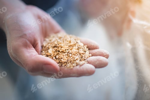 Preview: Close up of male hand holding two row grain for home brew beer