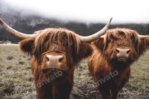 Preview: Scottish Highland Cow, Switzerland