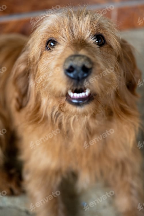 Preview: A Front Portrait Of A Brown Dog With Expression And Fur Details