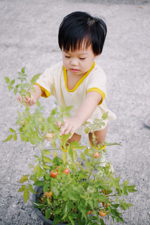 Preview: Tomato picking
