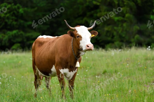 Preview: Cows on a summer pasture
