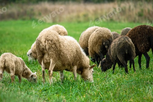 Preview: Brown sheep and lamb graze on farmers pasture. Rural life, cattle breeding.