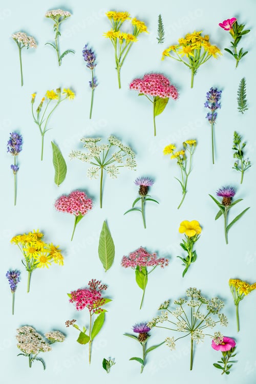 Preview: wild flowers