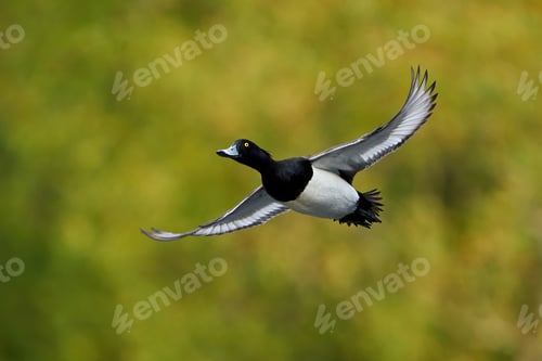Preview: Tufted duck (Aythya fuligula)