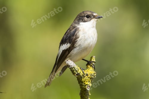 Preview: Spring migrant European pied flycatcher Ficedula hypoleuca