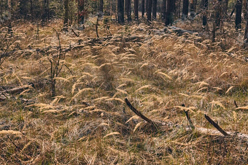 Preview: Broken branches in the middle of the forest