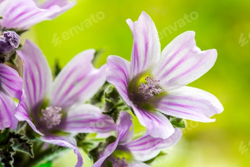 Preview: Common Mallow, Malva sylvestris flowers