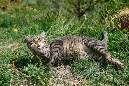 Preview: Funny tabby cat playing with captured dragonfly in green grass.