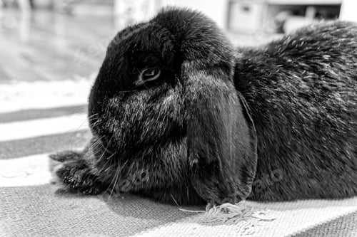Preview: Grayscale shot of a cute small rabbit lying on the carpet