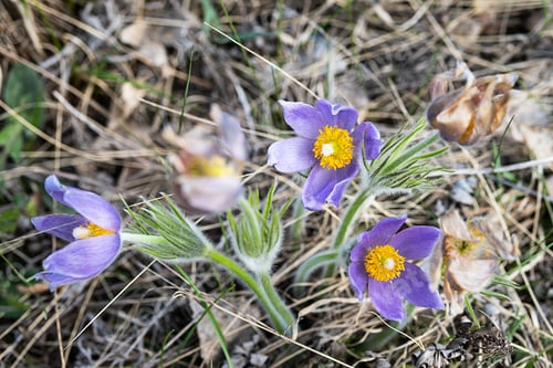 Preview: Pulsatilla Vulgaris One of First Wildflower Appearing in Spring.