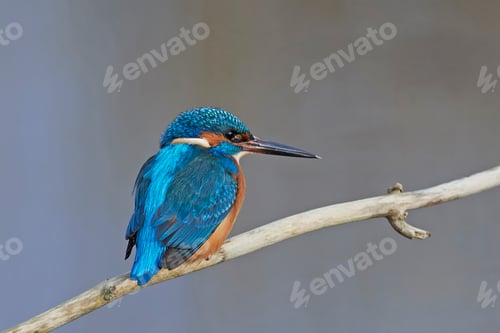 Preview: Common kingfisher (Alcedo atthis)